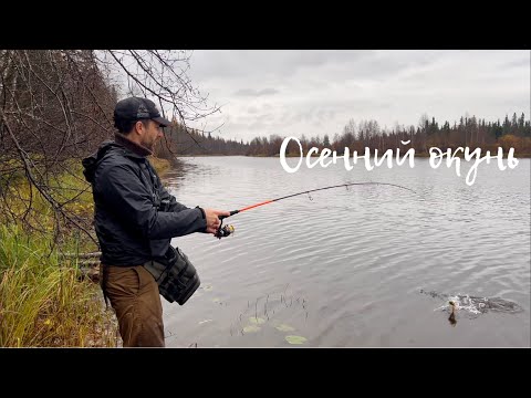 Видео: ТЕЙЛ-СПИННЕРЫ - маленькие охотники за окунем / Осенняя рыбалка на озере / Спиннинг и все, все, все