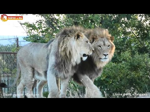 Видео: Смелость молодых львов растет, пока между прайдами ограждение 😂 Тайган. Lions life in Taigan.