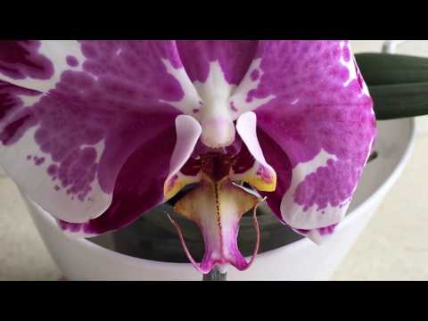 Видео: Двадцать орхидей с названиями: Леко Фантастик, Льюис Берри, Сакрифайс, Каода .......