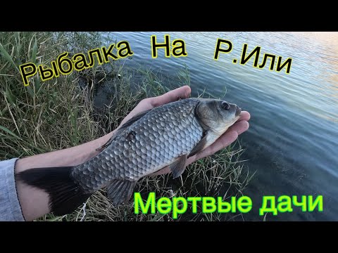 Видео: РЫБАЛКА НА КАРАСЯ ,, МЕРТВЫЕ ДАЧИ ‘’ РЕКЕ ИЛИ