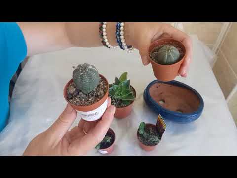 Видео: Суккуленты голландские!