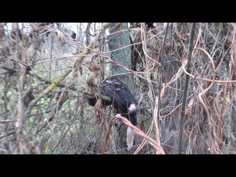 Видео: Прогулянка лосиним островом.