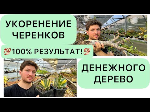 Видео: 💯 СУПЕР СПОСОБ 💯 УКОРЕНЕНИЯ ЧЕРЕНКОВ ДЕНЕЖНОГО ДЕРЕВА ДРЕВОВИДНЫХ КРАССУЛ ТОЛСТЯНКИ CRASSULA OVATA