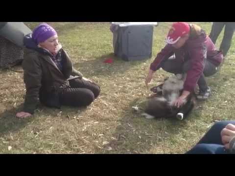 Видео: Семинар по работе с легковозбудимыми собаками, часть 2 (практика)