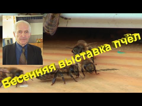 Видео: Профессор Кашковский про весеннюю выставку пчёл