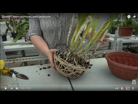 Видео: Делим Самую крупную Laelia purpurata