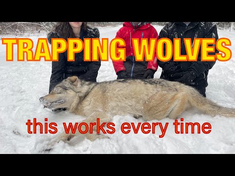Видео: Лучший способ поймать волка. Этот метод увеличит ваши шансы на успешную поимку.