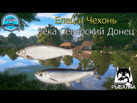 Видео: Чехонь и Елец на реке Северский Донец - Русская Рыбалка 4