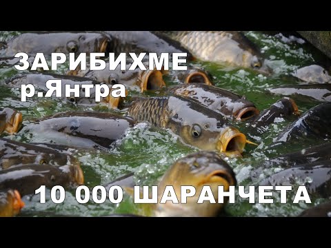 Видео: ЗАРИБЯВАНЕ на р.ЯНТРА с 10 000 РИБИ - РЕКАТА ЗАВРЯ от ШАРАНИ