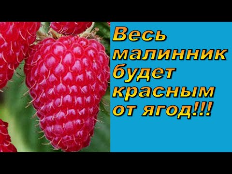 Видео: Количество ягод на малине увеличивается прямо на глазах! Попробуйте сами!