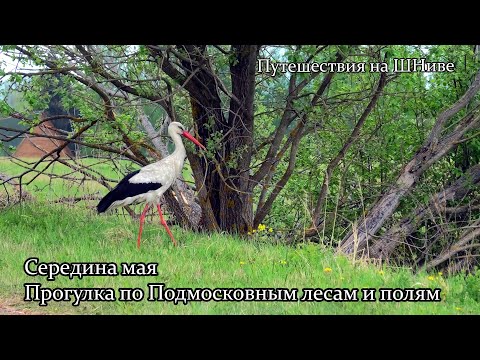 Видео: Середина мая.  Прогулки по Подмосковным лесам и полям.