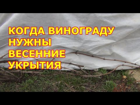 Видео: Когда винограду нужны весенние укрытия