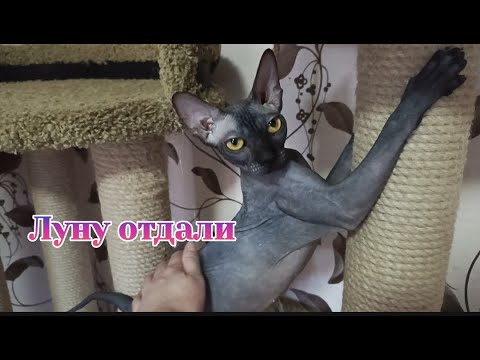 Видео: Сфинкс Луну отдали