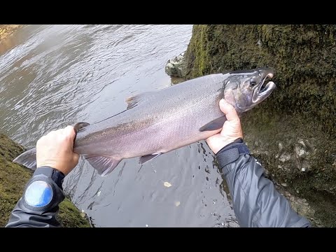 Видео: ЛОСОСЕВАЯ БОНАНЗА!!!  КИЖУЧ НАПАДАЕТ. РЫБАЛКА В США. SALMON BONANZA.