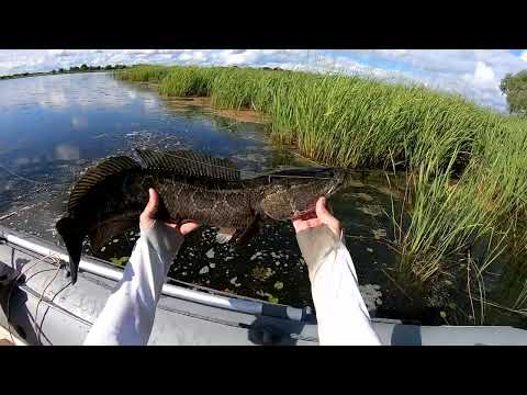 Видео: ЗМЕЕГОЛОВЫ ЛЮБЯТ РЕЗИНОВЫХ ..Б