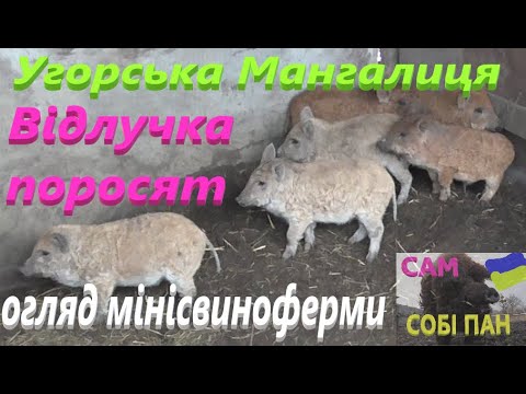 Видео: Угорська Мангалиця # Відлучив поросят #СамСобіПан