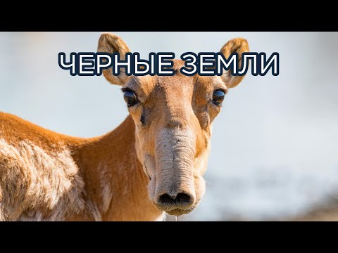 Видео: Жемчужина Калмыкии - заповедник "Черные Земли"