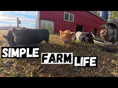 Видео: Тяжелый труд, простая жизнь — жизнь на нашей маленькой ферме