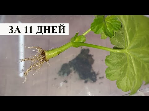 Видео: 100% СУПЕР СПОСОБ УКОРЕНЕНИЯ ЧЕРЕНКОВ ГЕРАНИ, ВСЕГДА ДЕЛАЙ ТАК и корни полезут со всех щелей