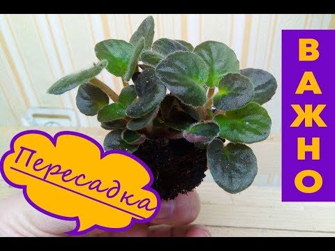 Видео: Когда лучше  отделять детки от листика фиалки