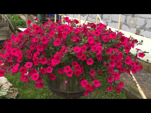 Видео: Чем мы кормим АМПЕЛЬНЫЕ ПЕТУНИИ для огромного куста? КРАСОТА на всё лето!