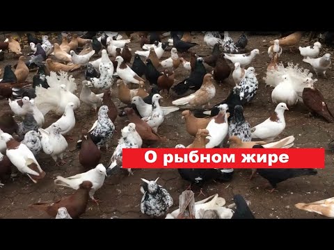 Видео: Почему лучше не использовать рыбий жир для голубей летом?