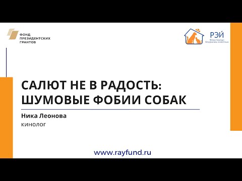 Видео: Салют не в радость: шумовые фобии собак