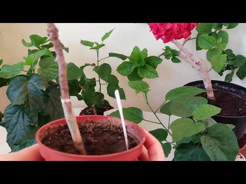 Видео: Гибискус сортовой. Как размножить?