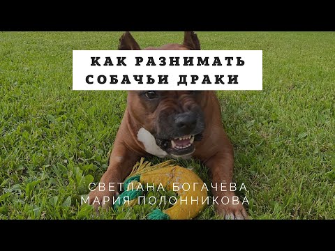 Видео: Прямой эфир. Как разнимать собачьи драки.