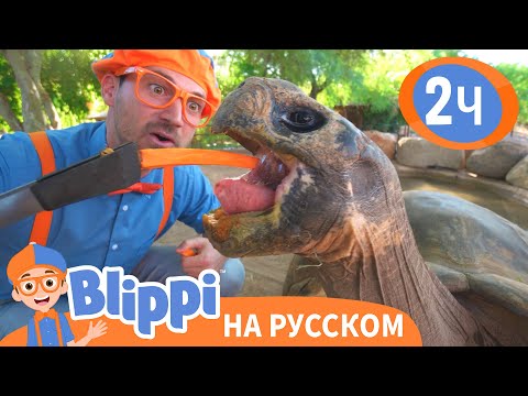 Видео: Кормим Черепаху | Изучай этот мир вместе с Блиппи | Blippi Russian