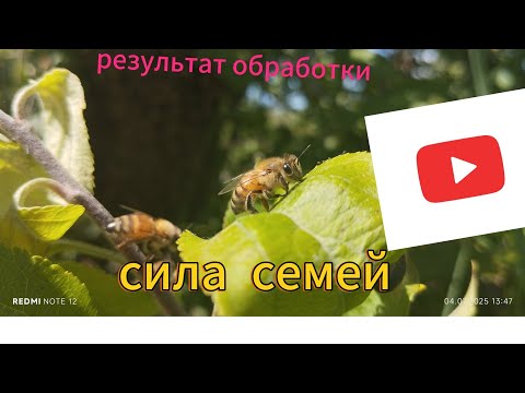 Видео: Дорогие коллеги хочу показать в данном видео зультат обработки, силу семей. #пчеловодство 