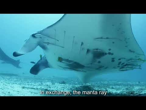 Видео: Kunteynir - Штукатурка