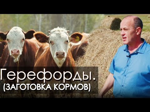 Видео: Племенные Герефорды. Заготовка кормов КФХ Чирикова Н.В.