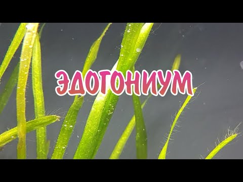 Видео: ЭДОГОНИУМ. ПРИЧИНЫ ПОЯВЛЕНИЯ И МЕТОДЫ БОРЬБЫ.