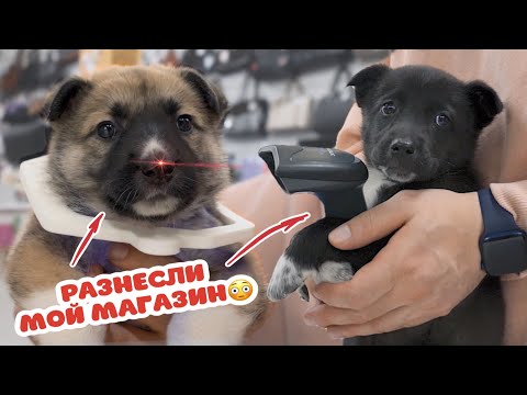 Видео: Щенки разнесли мне магазин. Банда мохнатых пузиков.