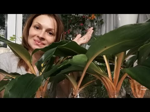 Видео: РАЗМНОЖЕНИЕ ХЛОРОФИТУМА КРЫЛАТОГО ОРАНЖ