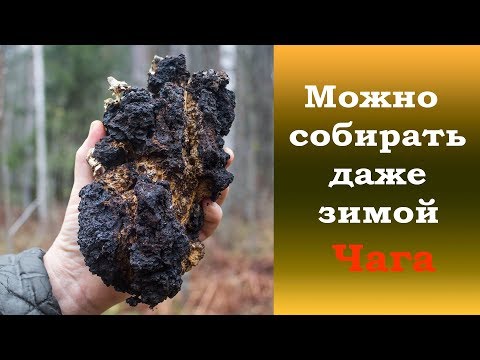 Видео: Можно собирать даже зимой. Чага.