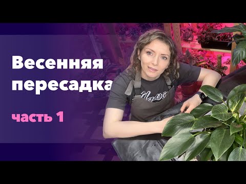 Видео: Большая пересадка комнатных растений (1 часть)