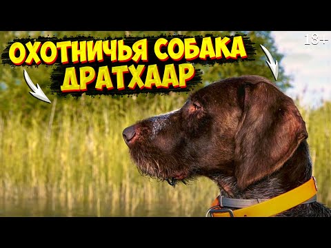 Видео: Охотничья собака дратхаар. Лучший в охоте на Кабана, Косулю, Гуся и Утку.