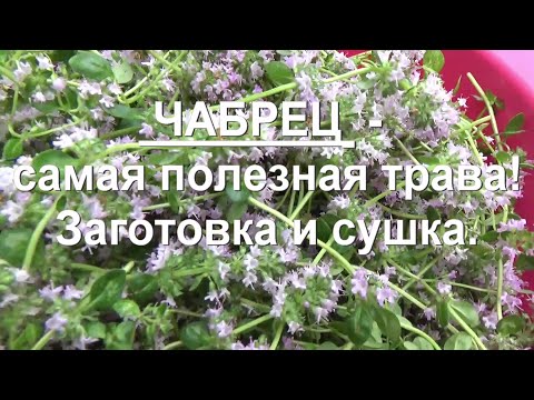 Видео: 84. ЧАБРЕЦ - заготовка, сушка и музыкальный шедевр!