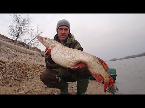 Видео: МОЯ САМАЯ КРУПНАЯ ЩУКА в ЖИЗНИ! Когда ХОД ВОБЛЫ 2021? ЭМОЦИИ в ЗАШКАЛЕ! Мой ТРОФЕЙ!