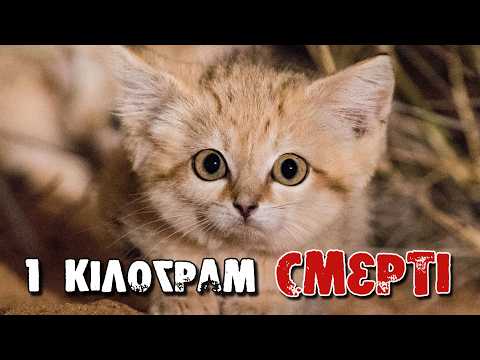 Видео: НЕБЕЗПЕЧНІШІ за тигра. ТОП-10 КОТІВ, які тебе здивують та налякають