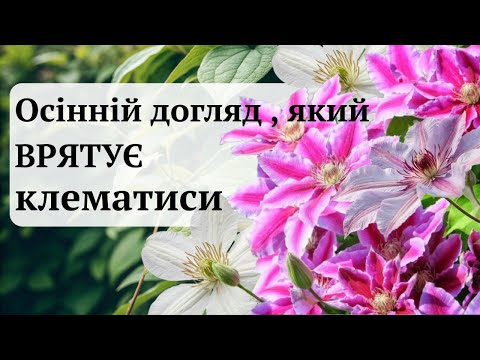 Видео: Головна помилка восени: НЕ РОБІТЬ цього з клематисом!