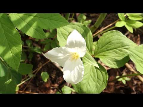 Видео: Садовый влог 12.05.19/Как вырастить голубую гортензию?/Опоры для клематисов/Стимуляторы для растений