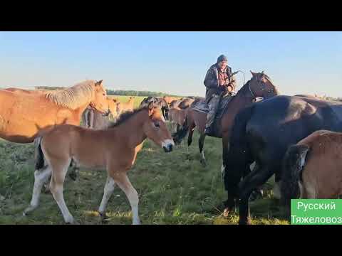 Видео: ПОДКОРМКА МНОГОДЕТНОЙ КОБЫЛЫ. ТАБУН НА КРУГЛОСУТОЧНОМ ВЫПАСЕ.