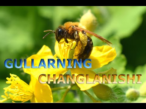 Видео: GULLARNING CHANGLANISHI | ГУЛЛAРНИНГ ЧAНГЛAНИШИ.