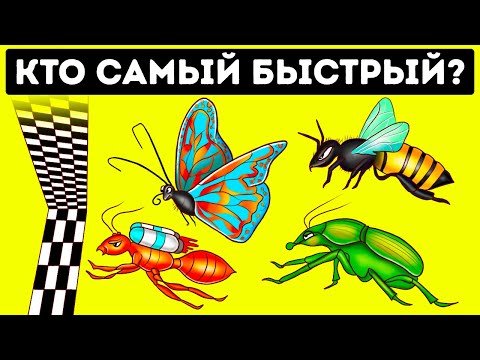 Видео: Кто самый быстрый жук на свете + другие интересные факты