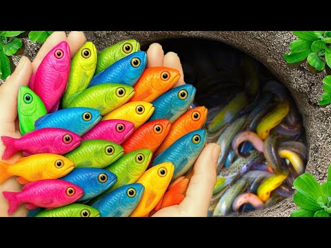 Видео: Поймайте красивых аквариумных рыбок в маленьком пруду: детенышей черепах, угрей, рыбок-карандашей...