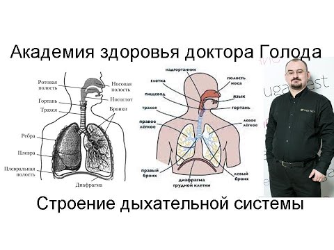 Видео: Строение дыхательной системы