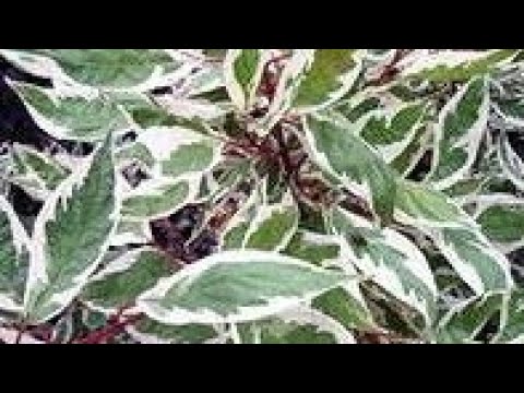 Видео: Как обрезать дерен? Как его омолодить? 2 часть.